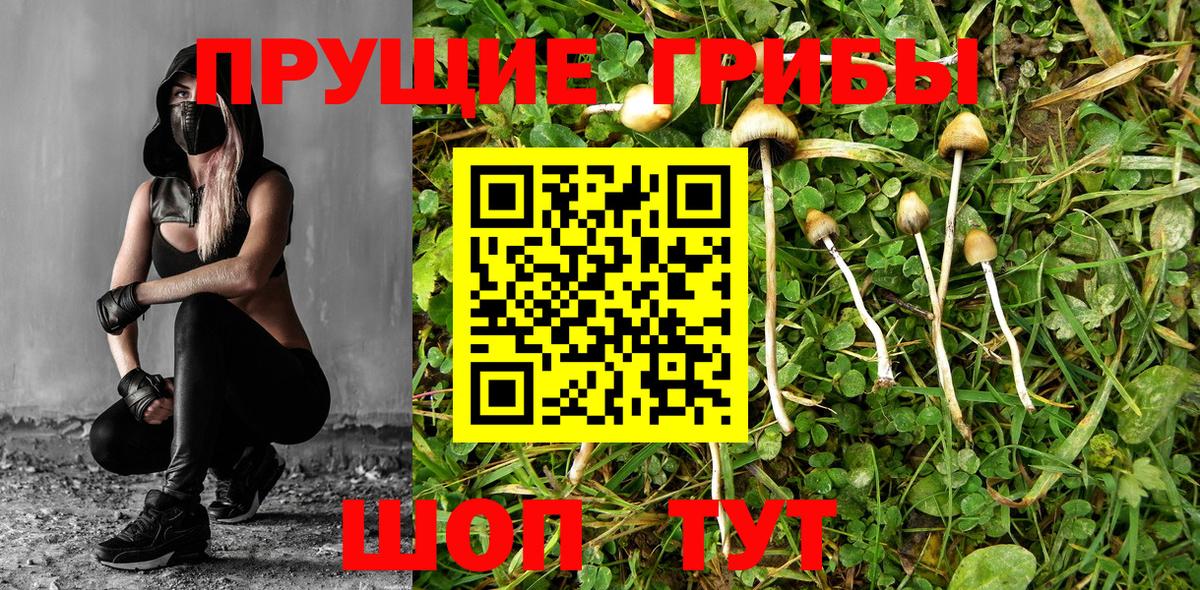 Псилоцибиновые грибы мицелий Алейск